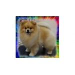 Отзывы людей о Зоосалон Пушистый Гном - Москва, 2-я Фрунзенская улица, 10к2